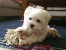 maltese puppy